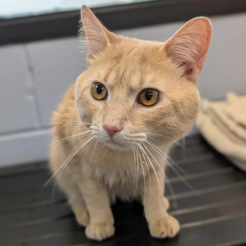 A young medium-sized male Tabby (Buff / Tan / Fawn) Domestic Short Hair cat named Broccoli Oscar  Reduced for adoption in Jefferson, WI