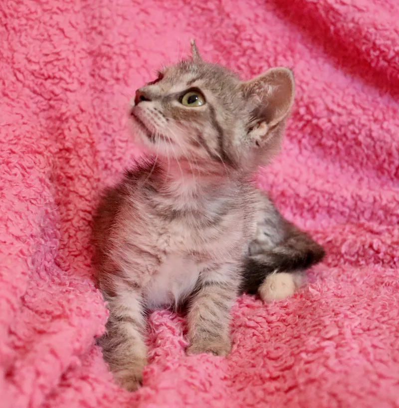 A baby medium-sized female Dilute Tortoiseshell cat named Sadie for adoption in Saint Augustine, FL