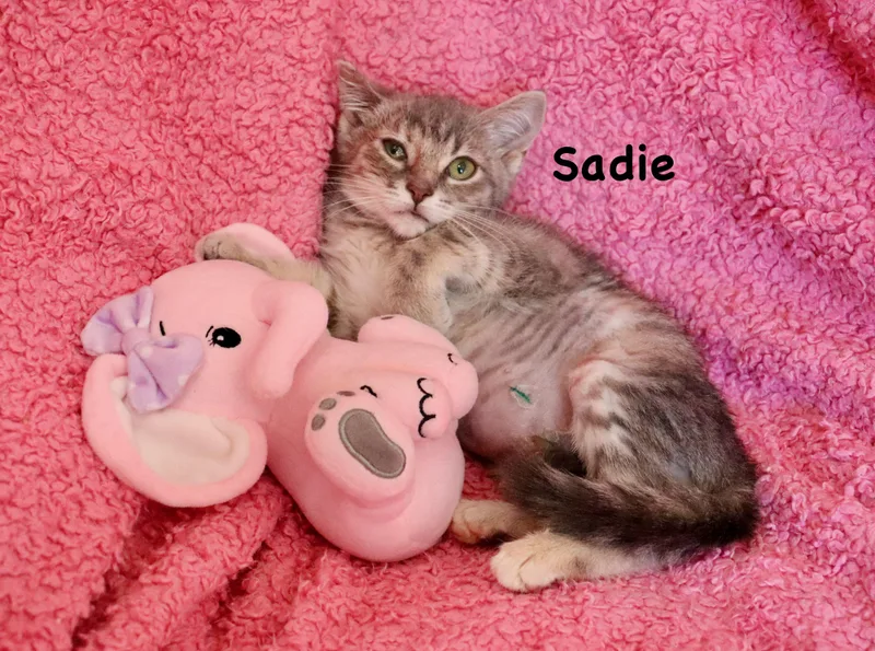 Sadie thumbnail 3