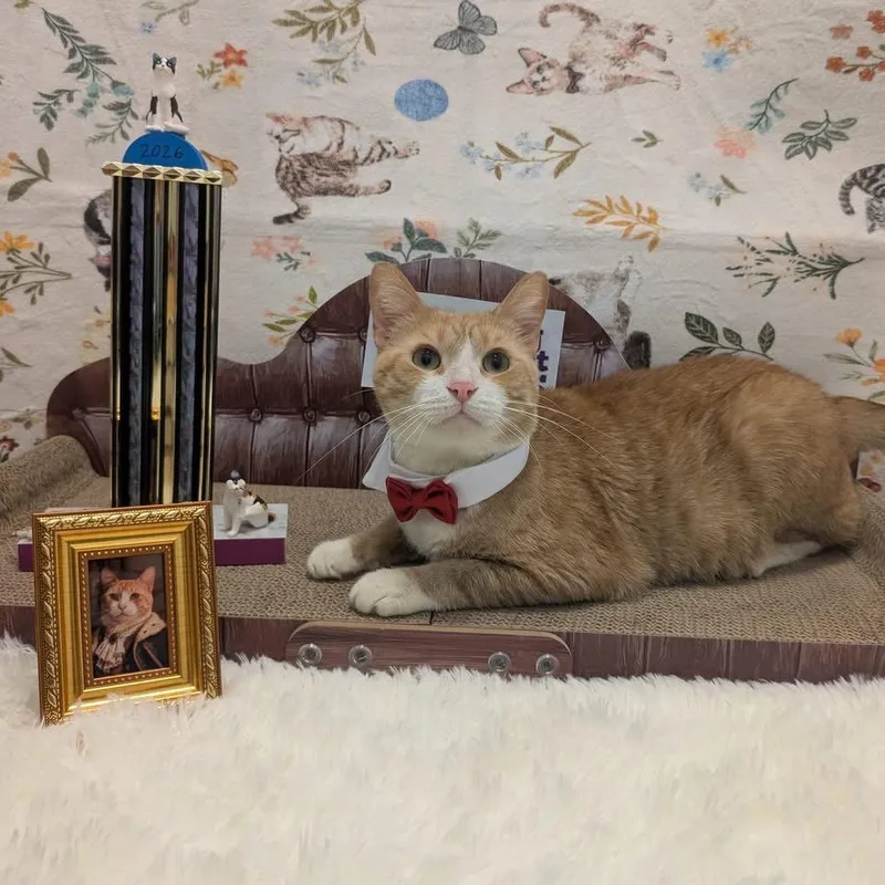 A young medium-sized male Domestic Short Hair cat named Chance for adoption in Alexandria, VA