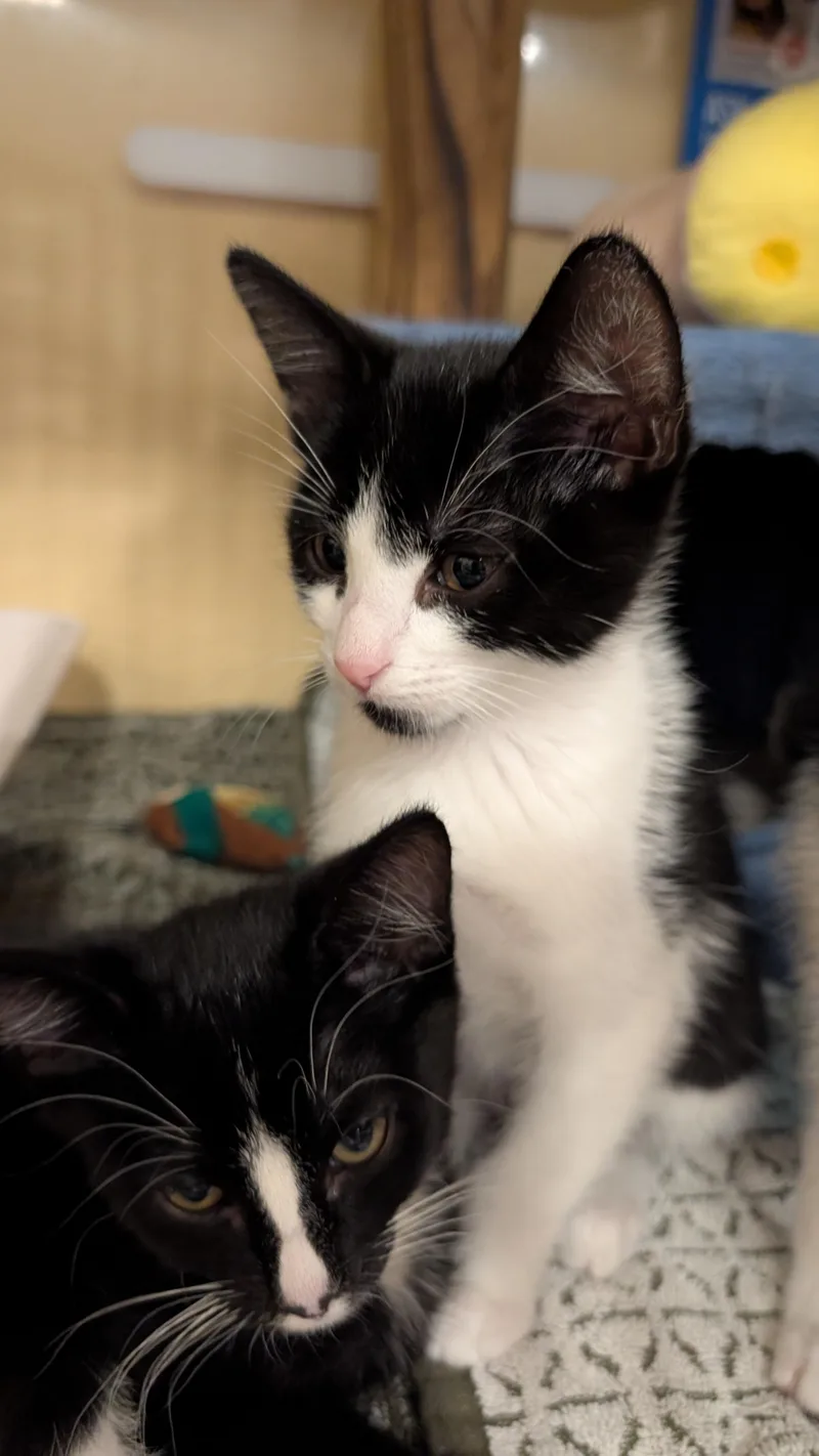 A baby medium-sized female Black & White / Tuxedo Tuxedo cat named Molly for adoption in Missoula, MT