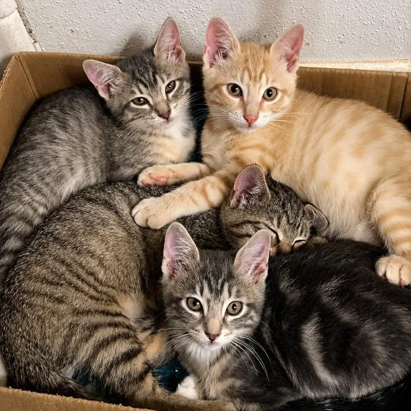 A baby small-sized female Gray / Blue / Silver Domestic Medium Hair cat named Orbit for adoption in Houston, TX