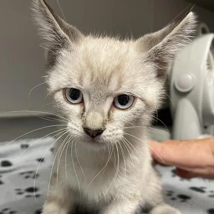 A baby medium-sized male Cream / Ivory Siamese cat named Sunny for adoption in Tinley Park, IL