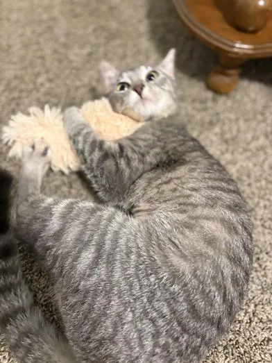 A young medium-sized female Tabby (Gray / Blue / Silver) Domestic Medium Hair cat named Pearl for adoption in Liverpool, TX
