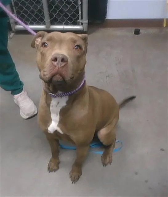 An adult large-sized female Pit Bull Terrier dog named Summer for adoption in Phoenix, AZ