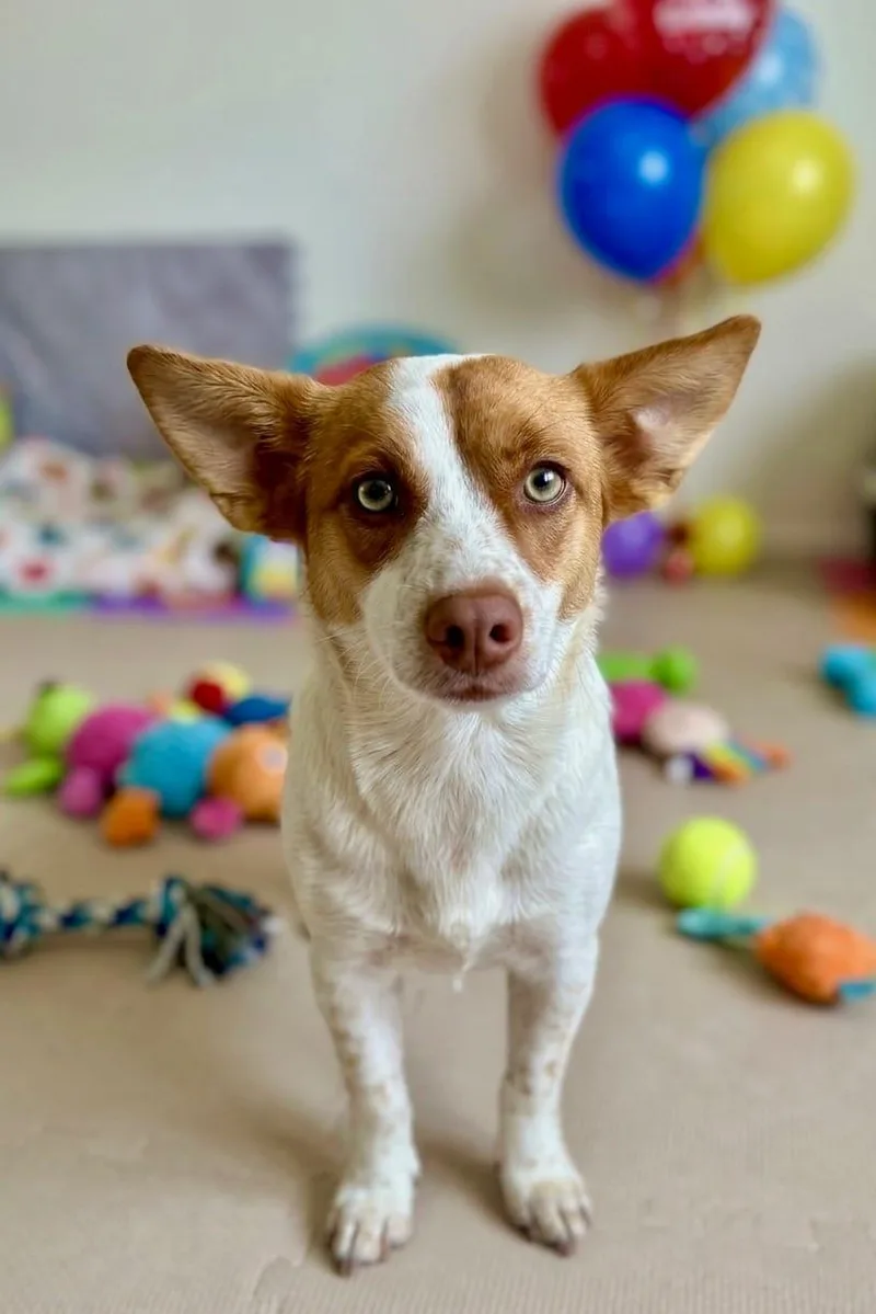 A young medium-sized female Corgi dog named Honey for adoption in Queen Creek, AZ