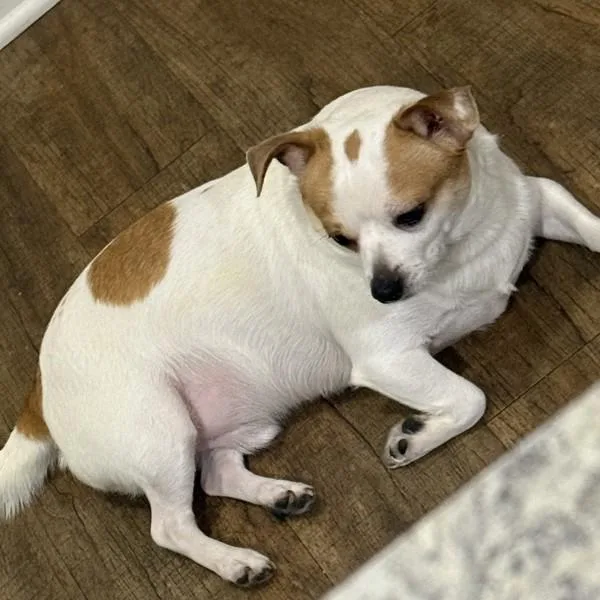 An adult small-sized male Chihuahua dog named Chipi  Bonded Buddy for adoption in Des Moines, IA