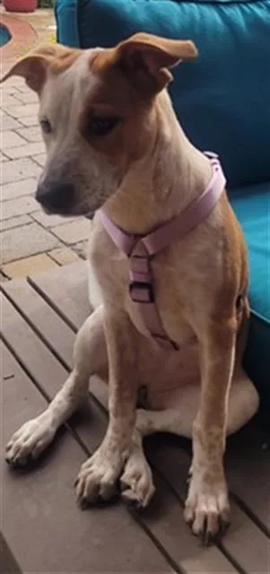 A baby medium-sized female Australian Cattle Dog / Blue Heeler dog named Dottie A for adoption in Plano, TX