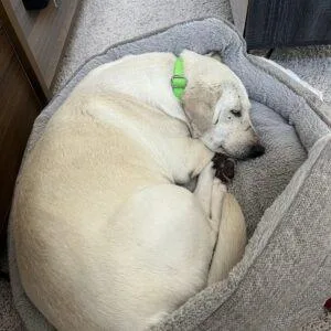 Betty thumbnail 6