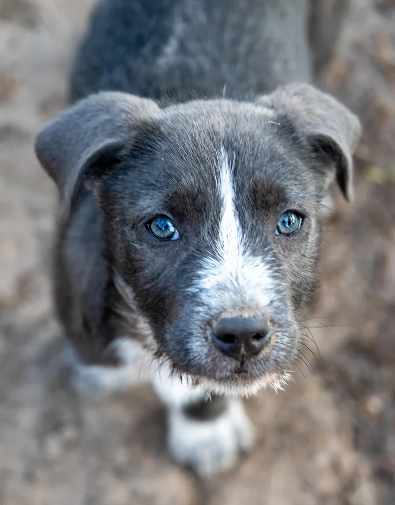 A baby medium-sized female Gray / Blue / Silver Mixed Breed dog named Quail for adoption in Tyler, TX