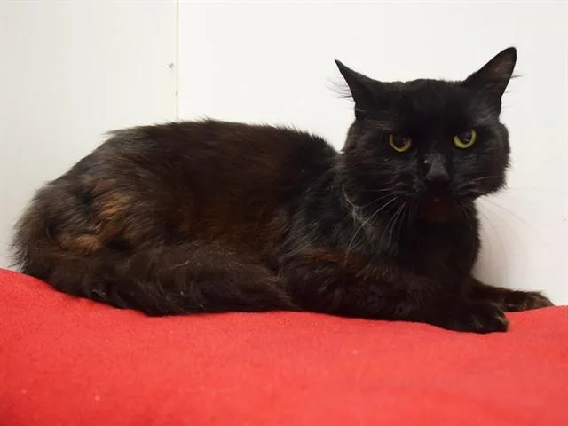 An adult medium-sized male Domestic Short Hair cat named Sheldon for adoption in Sacramento, CA