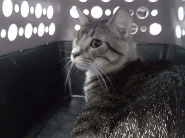 A young medium-sized female Domestic Short Hair cat named Sade for adoption in Omaha, NE
