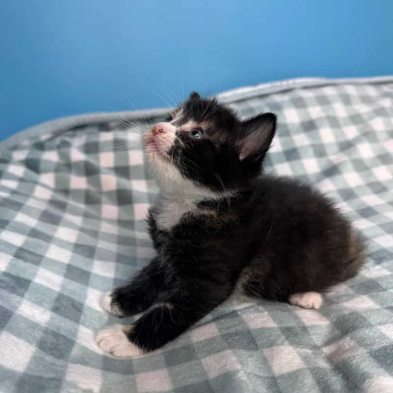 Pebbles thumbnail 4