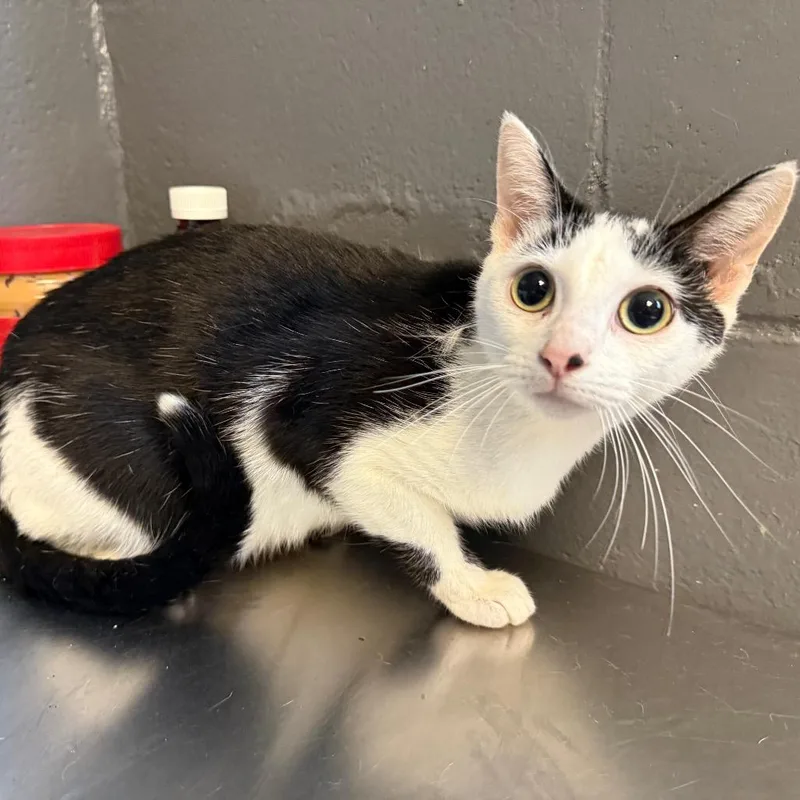 An adult medium-sized female Black Domestic Short Hair cat named Oreo for adoption in Tuscaloosa, AL
