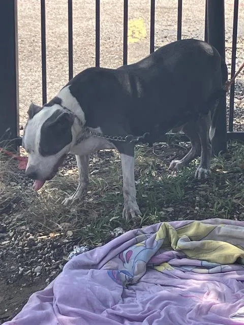 A senior extra large-sized male Mixed Breed dog named Bruce for adoption in Dallas, TX