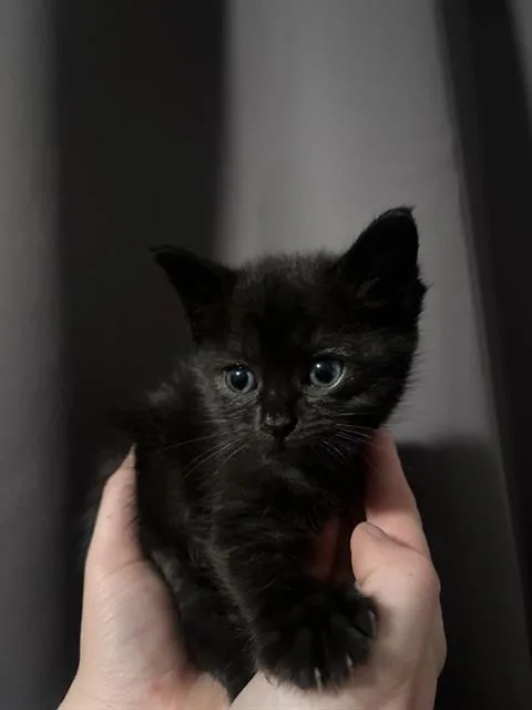 A baby small-sized female Domestic Short Hair cat named Neptune for adoption in Camarillo, CA