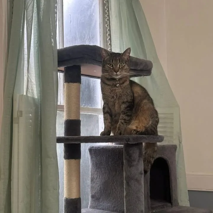 An adult medium-sized female Brown / Chocolate Domestic Short Hair cat named Anna for adoption in East Smithfield , PA