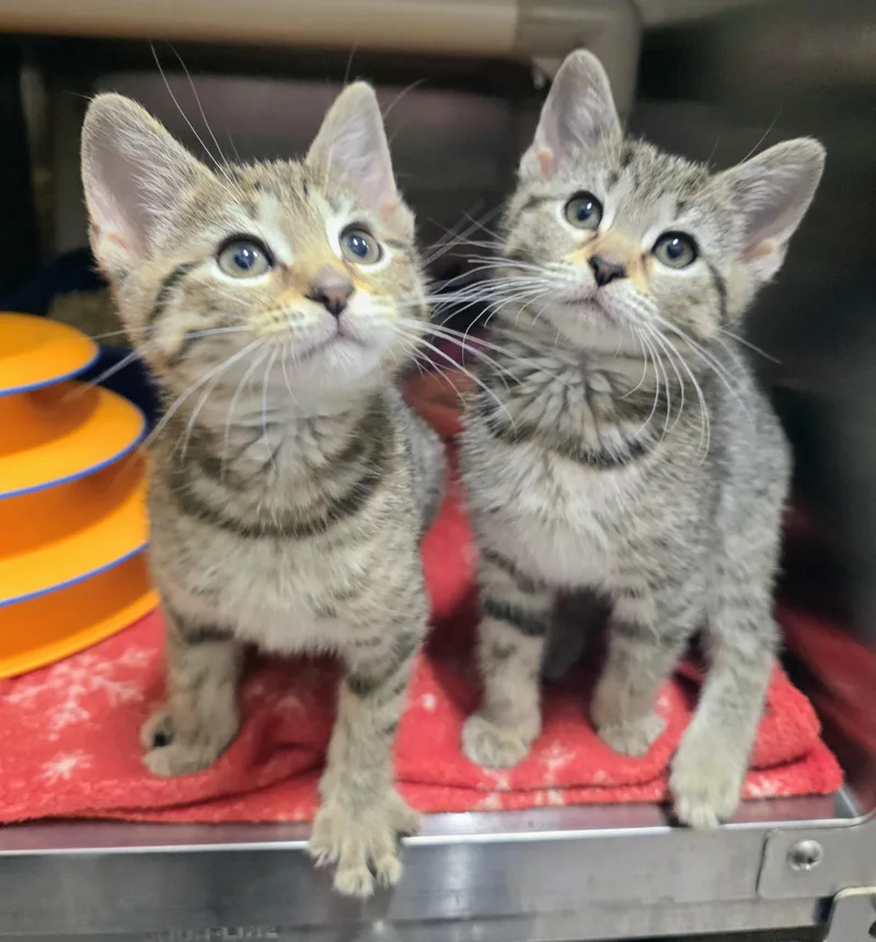A baby medium-sized female Tabby (Brown / Chocolate) Domestic Short Hair cat named Scout &  Lottie for adoption in Amityville, NY
