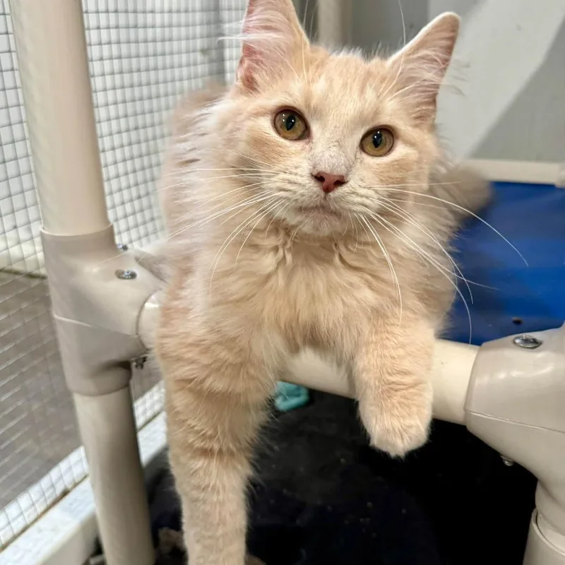 A young small-sized male Buff / Tan / Fawn Domestic Medium Hair cat named Wabash Cannonball for adoption in Fredericksburg, VA