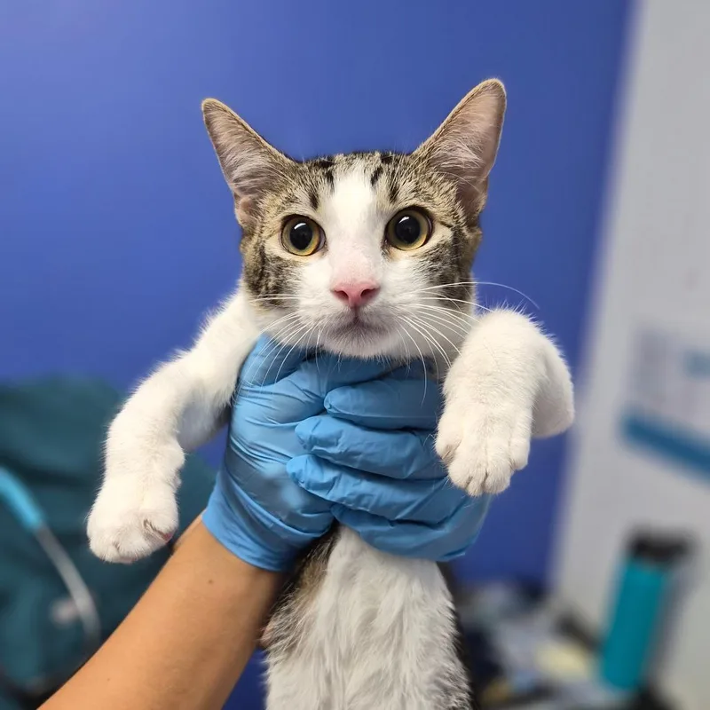 A baby medium-sized male Domestic Short Hair cat named Musubi for adoption in Wahiawa, HI