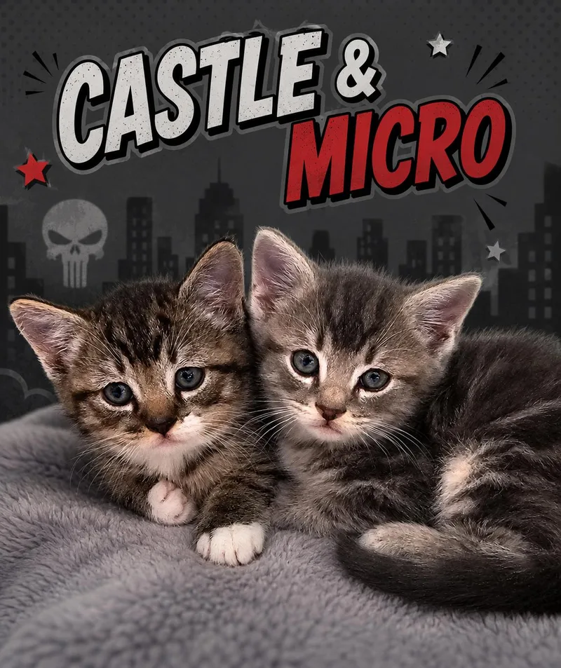 Castle & Micro: bonded