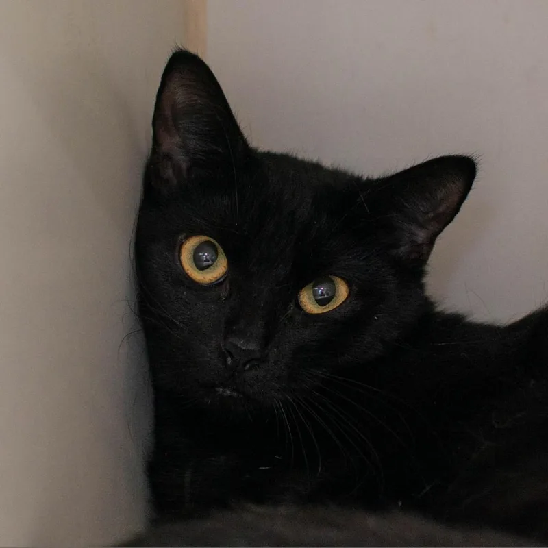 Buttercup thumbnail 2