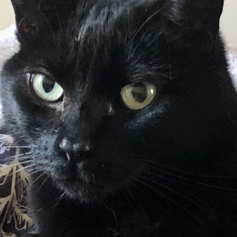 Buttercup thumbnail 3