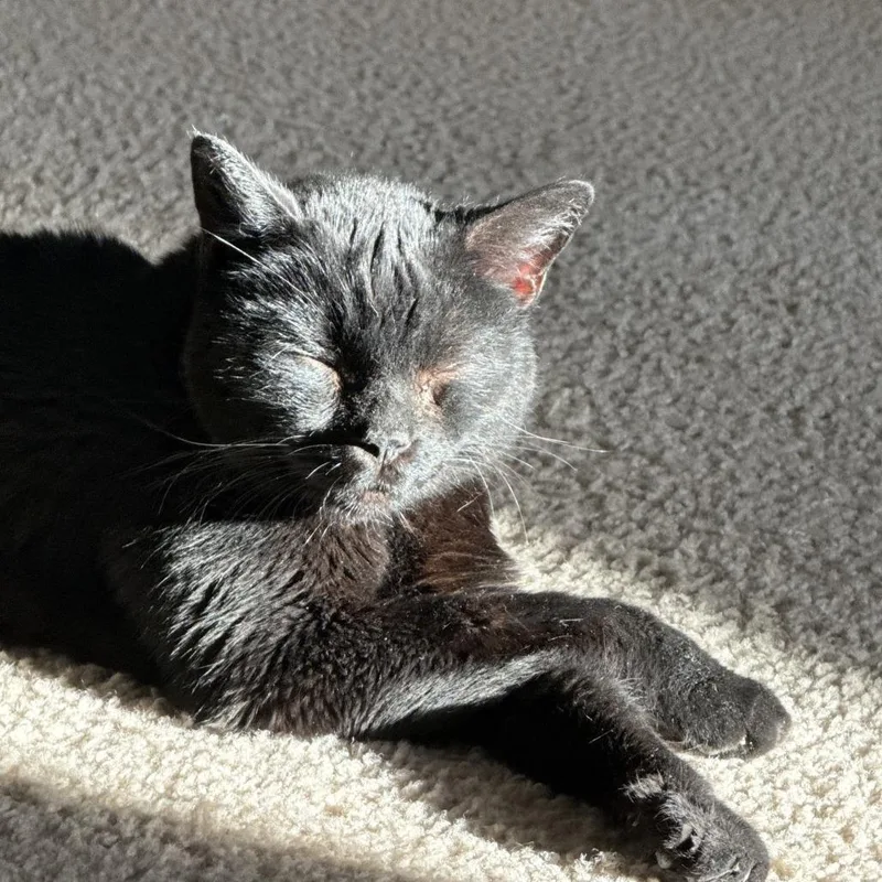 Buttercup thumbnail 4