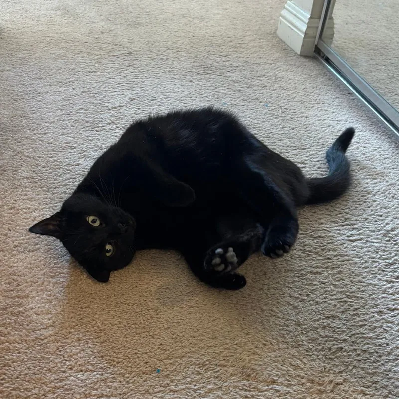 Buttercup thumbnail 5