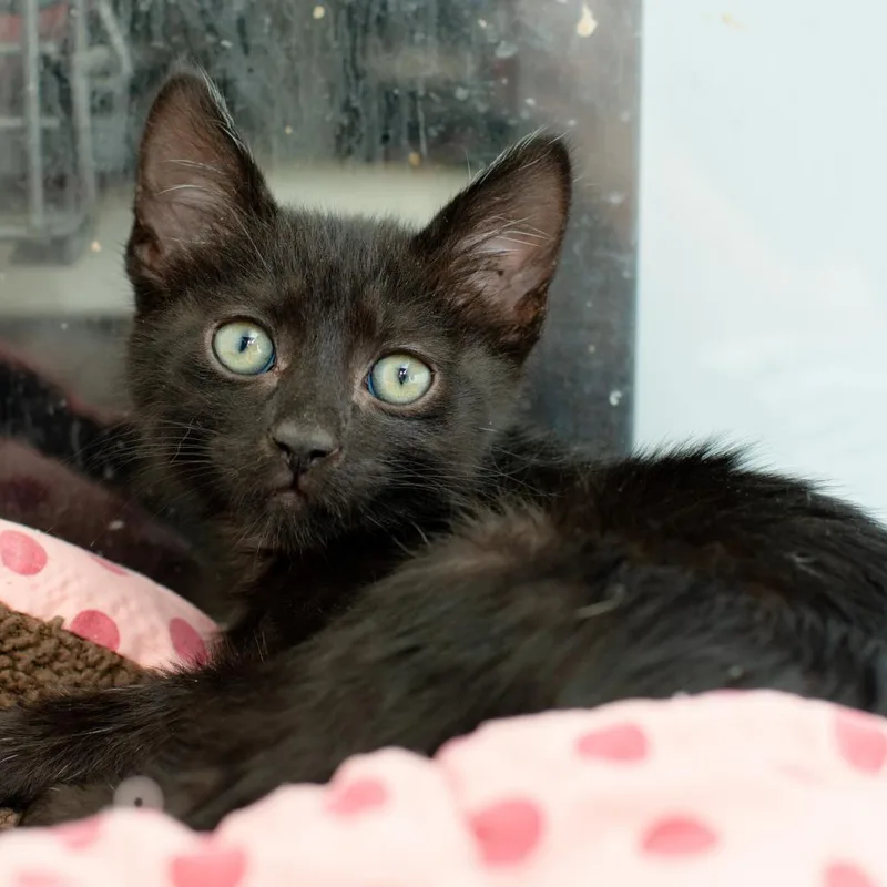 Buttercup thumbnail 6