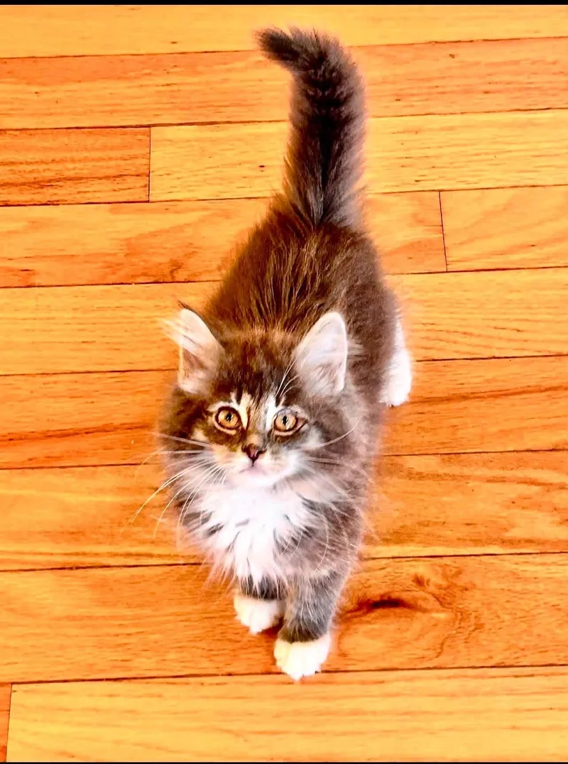 A baby medium-sized female Gray / Blue / Silver Domestic Long Hair cat named Fluffkin for adoption in Saginaw, MI
