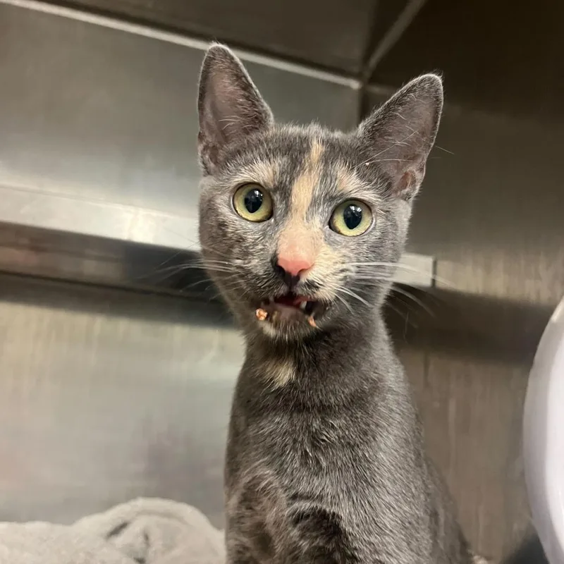 Happy Meal thumbnail 2