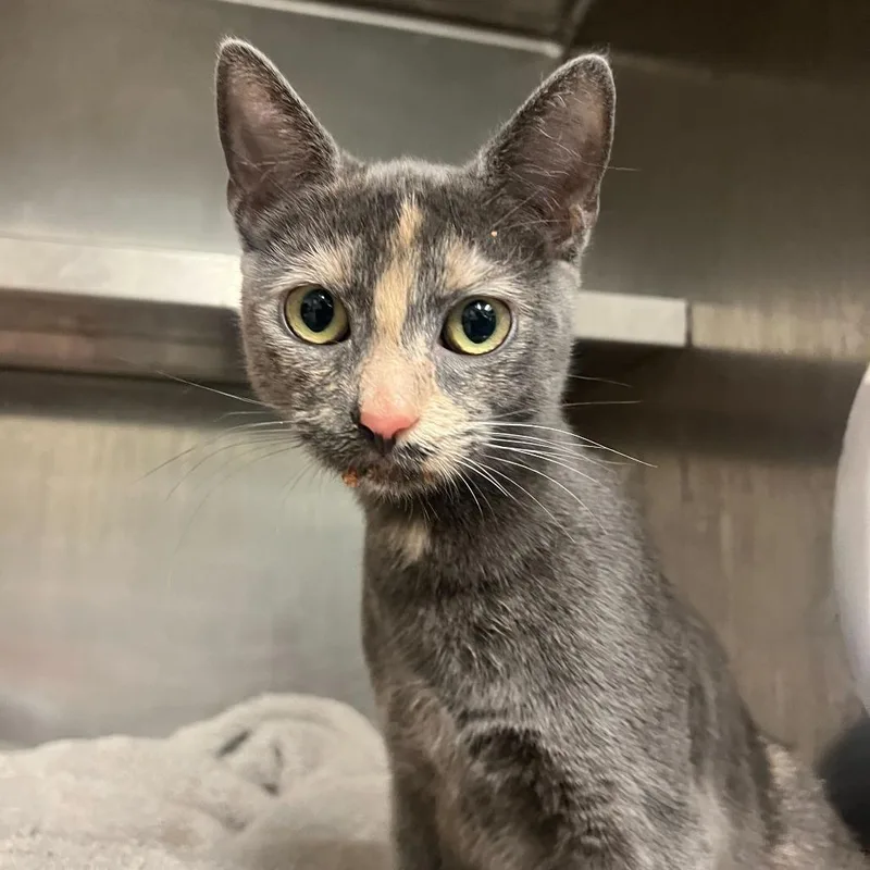 Happy Meal thumbnail 3