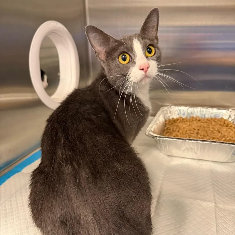 An adult medium-sized female Gray / Blue / Silver Domestic Short Hair cat named Periwinkle for adoption in Greensboro, NC
