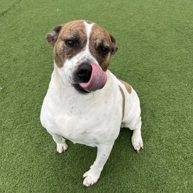 A senior large-sized male White / Cream Terrier dog named Bo for adoption in Bristol, IN