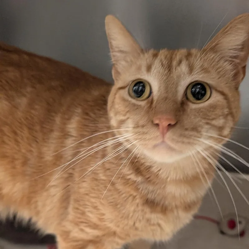 An adult small-sized male Orange / Red Domestic Short Hair cat named Tangi for adoption in Sonoma, CA