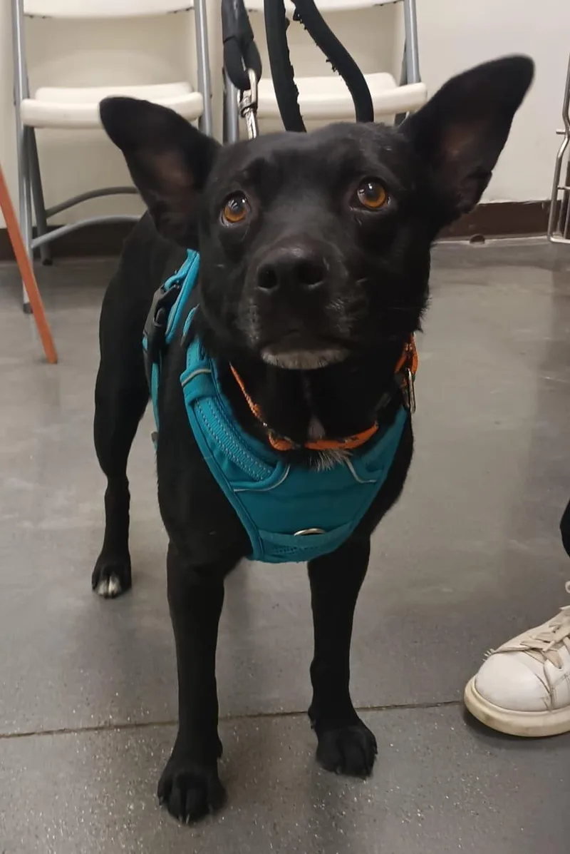A young medium-sized male Australian Kelpie dog named Yoni for adoption in Orange, CA