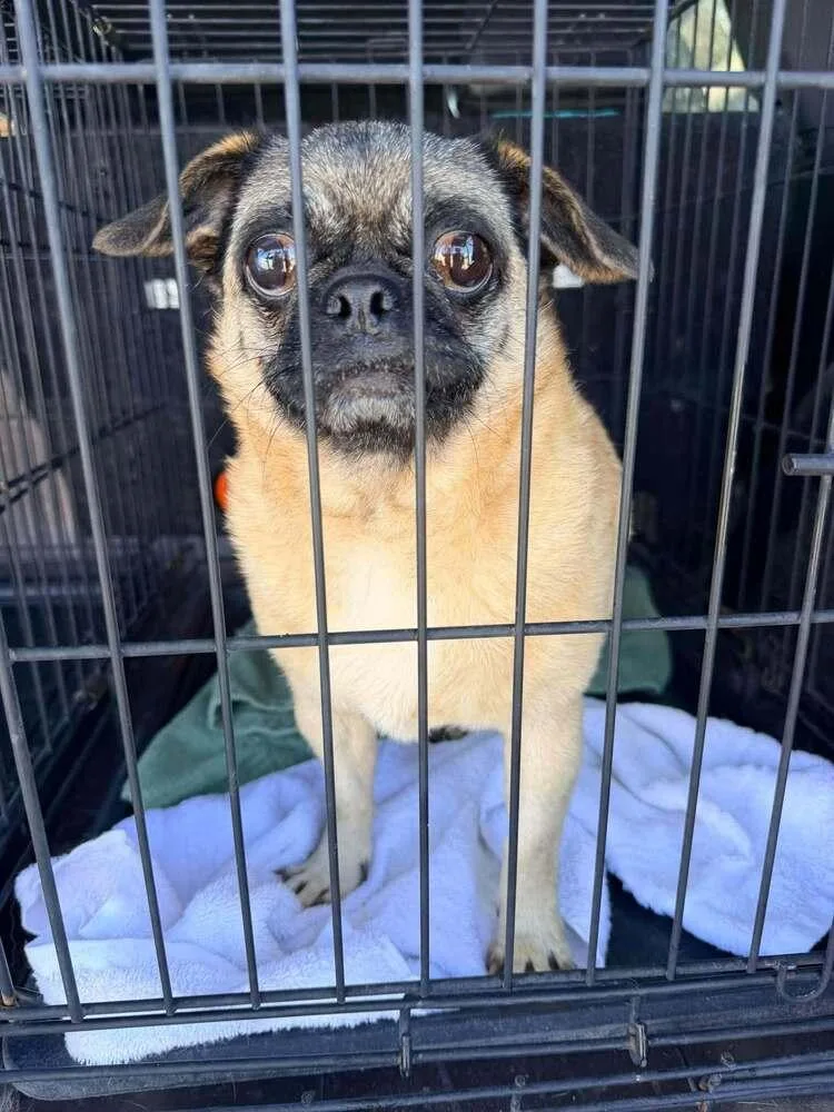 An adult small-sized female Pug dog named Winnie for adoption in Eagle, ID