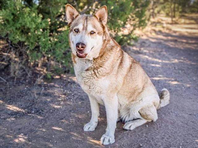 An adult medium-sized female Siberian Husky dog named Lana for adoption in Santa Fe, NM