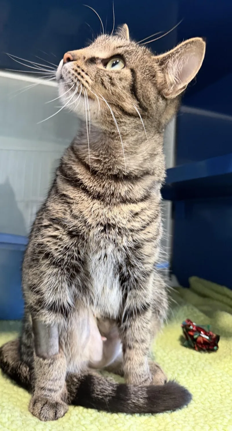 A young medium-sized female Tabby (Brown / Chocolate) Domestic Short Hair cat named Chocolate Chip for adoption in Sault Sainte Marie, MI