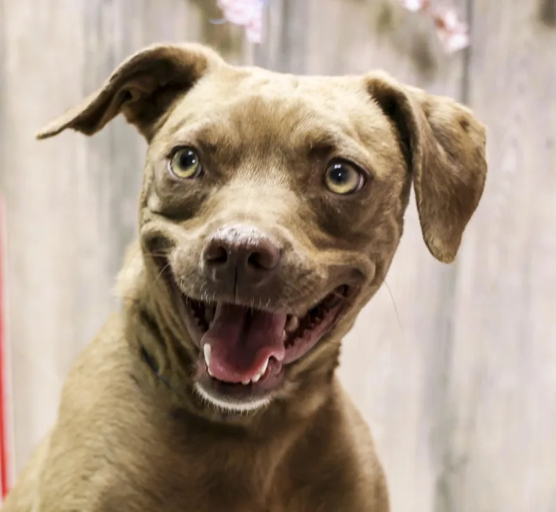 A young medium-sized female Brown / Chocolate Retriever dog named Mama Helen for adoption in Casa Grande, AZ