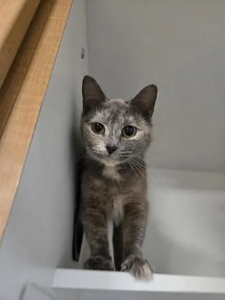 An adult small-sized female Domestic Short Hair cat named Debra for adoption in Savannah, GA