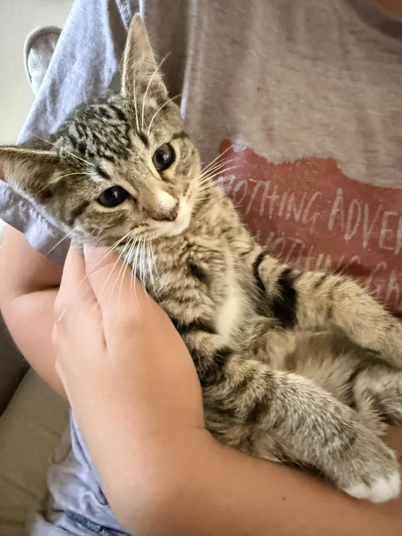 A baby small-sized female Brown / Chocolate Domestic Short Hair cat named Haaland for adoption in La Jolla, CA