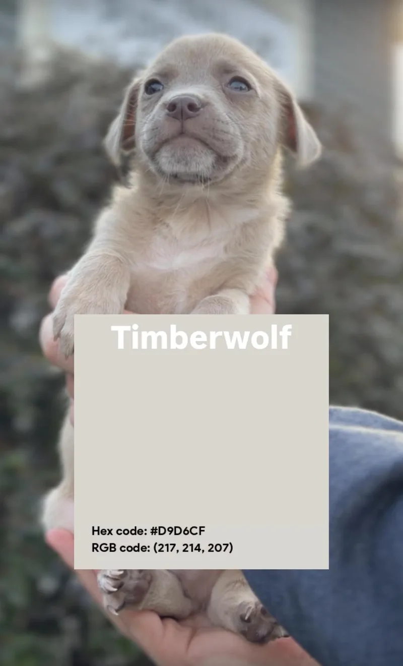 Timberwolf