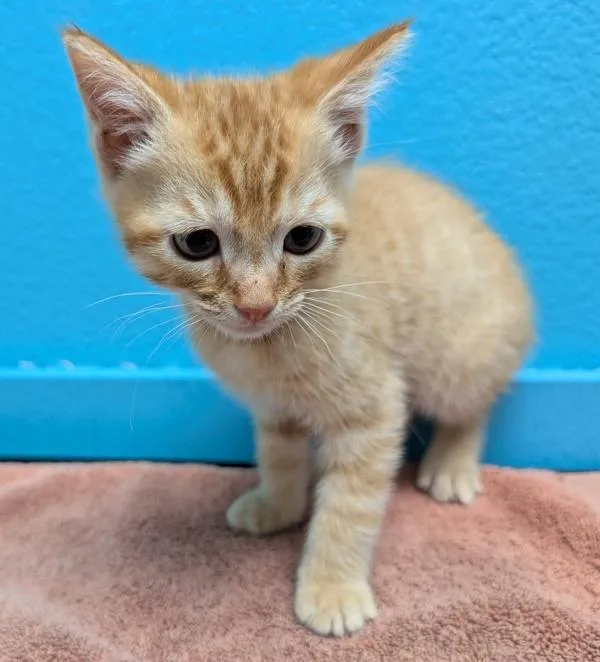 A baby small-sized male Domestic Short Hair cat named Happy for adoption in Escondido, CA