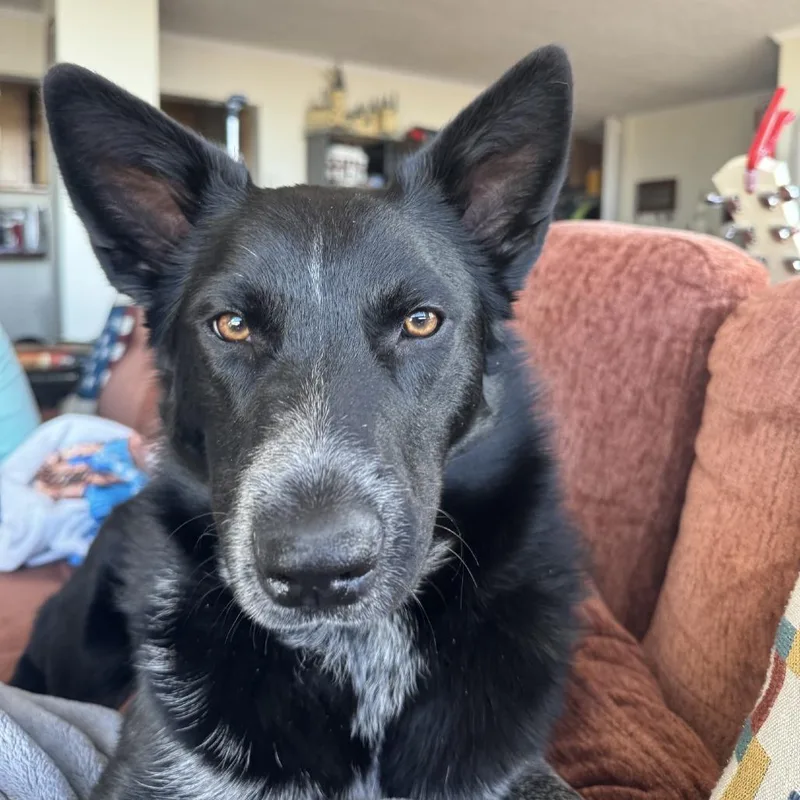 An adult medium-sized female Black Border Collie dog named Alta for adoption in Salt Lake City, UT