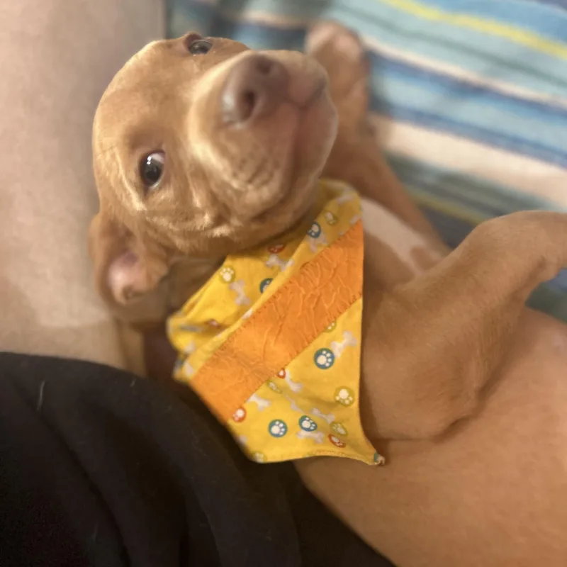 Velma
