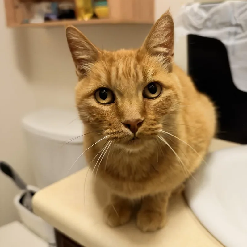 A senior small-sized male Orange / Red Domestic Short Hair cat named Guerito for adoption in Long Beach, CA