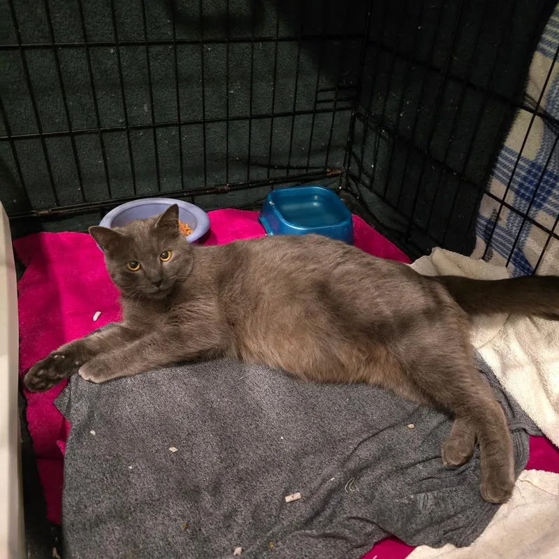 An adult medium-sized female Gray / Blue / Silver Domestic Short Hair cat named Gracie for adoption in Long Beach, CA