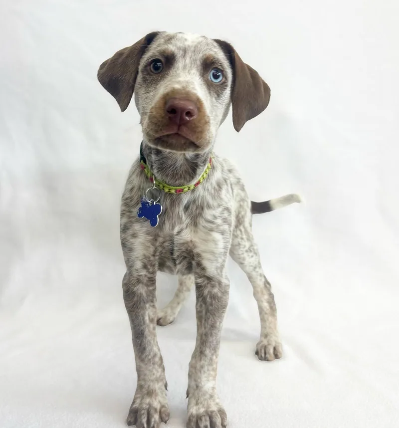 Pop Rocks thumbnail 2